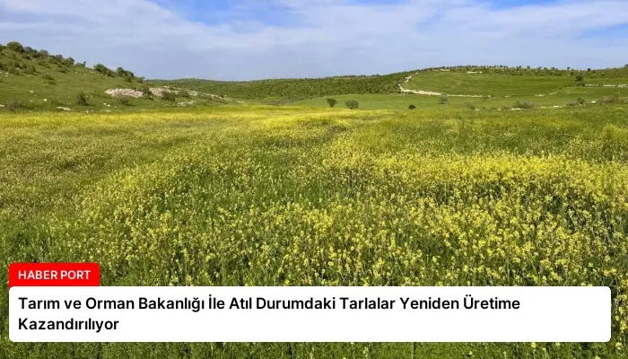 Tarım ve Orman Bakanlığı İle Atıl Durumdaki Tarlalar Yeniden Üretime Kazandırılıyor