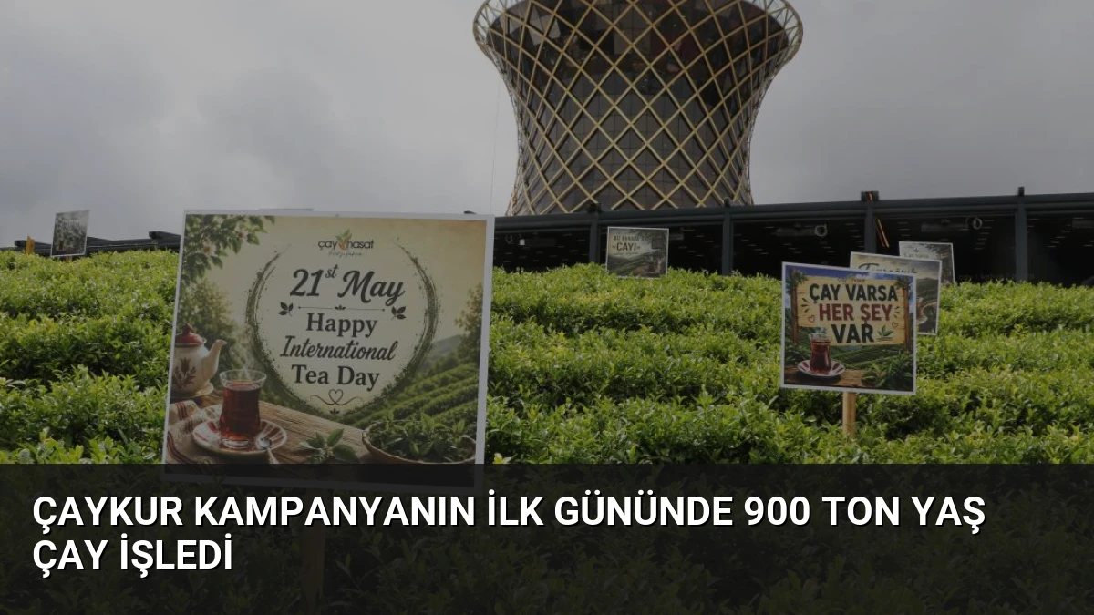 ÇAYKUR Kampanyanın İlk Gününde 900 Ton Yaş Çay İşledi