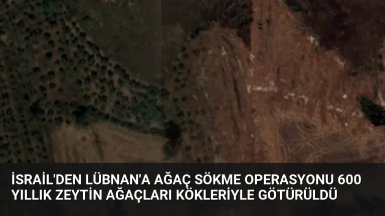 İsrail’den Lübnan’a Ağaç Sökme Operasyonu 600 Yıllık Zeytin Ağaçları Kökleriyle Götürüldü