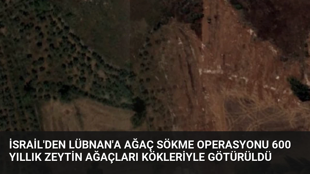 İsrail’den Lübnan’a Ağaç Sökme Operasyonu 600 Yıllık Zeytin Ağaçları Kökleriyle Götürüldü