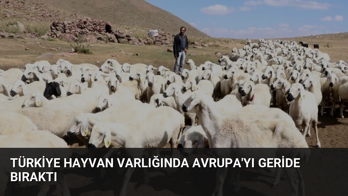 Türkiye Hayvan Varlığında Avrupa’yı Geride Bıraktı